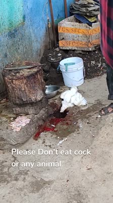 Please Don't eat cock or any animal